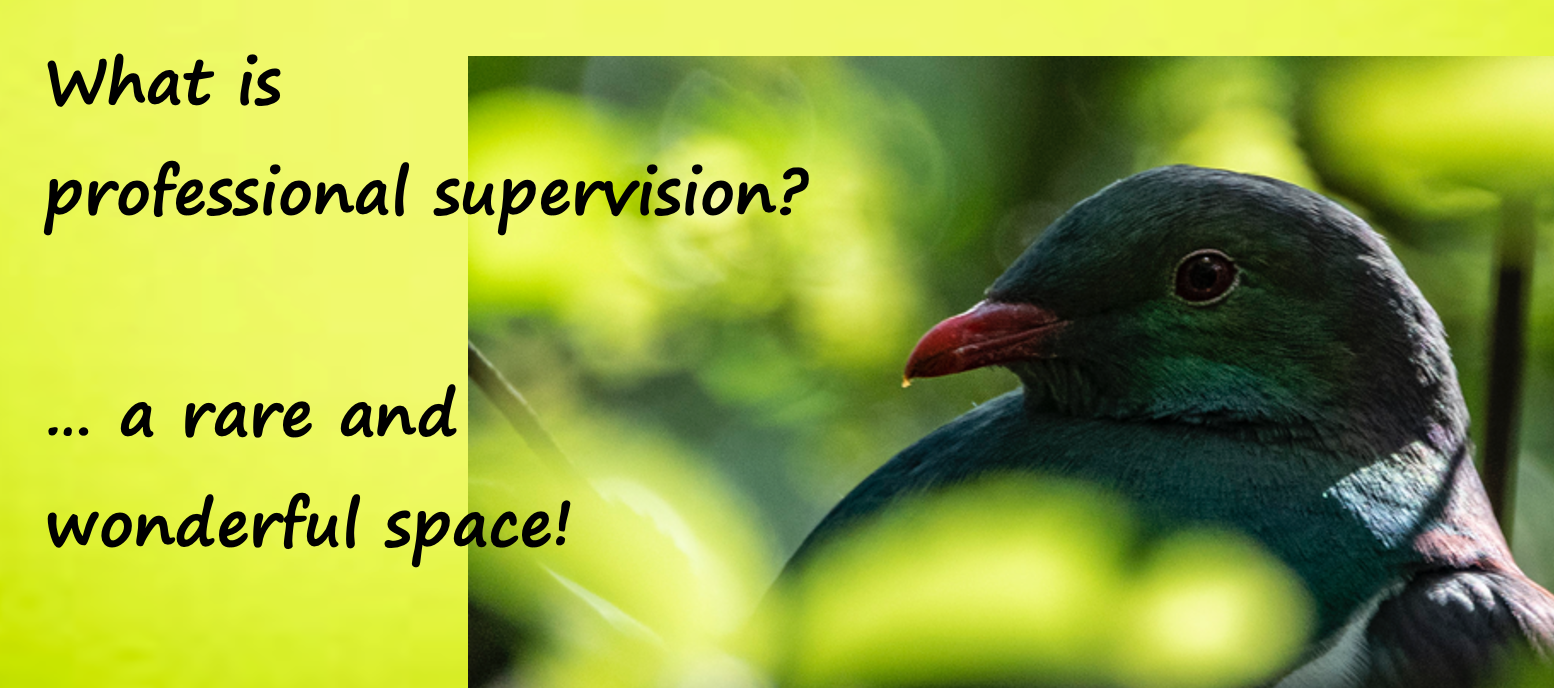 What is professional supervision? A rare and wonderful space! Kereru sitting. Photo by Ian Thomson: Ian@NZFlickr