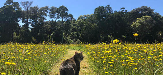Photo of cat walking on a pathway that is bordered by flowers.