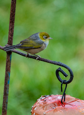 Waxeye bird on a post. Photo by Ian Thomson: Ian@NZFlickr