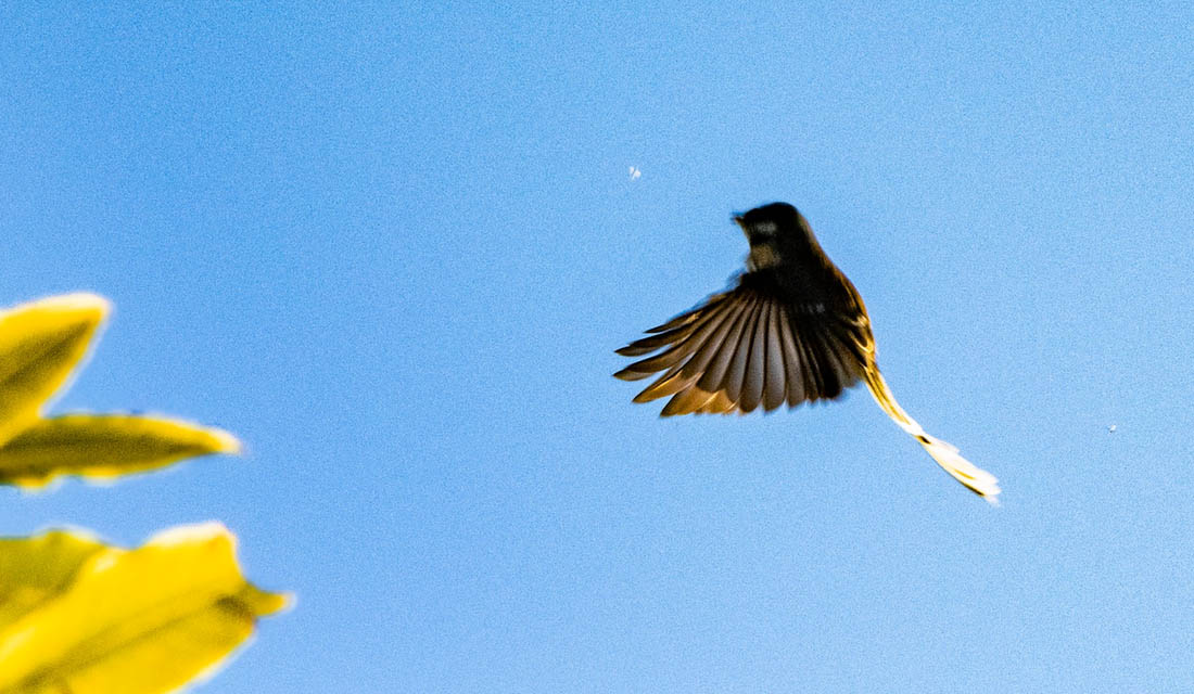 Fantail catching a bug. Photo by Ian Thomson: Ian@NZFlickr