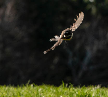 Fantail in flight. Photo by Ian Thomson: Ian@NZFlickr