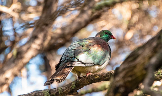 Kereru (wood pigeon) in a tree. Photo by Ian Thomson: Ian@NZFlickr