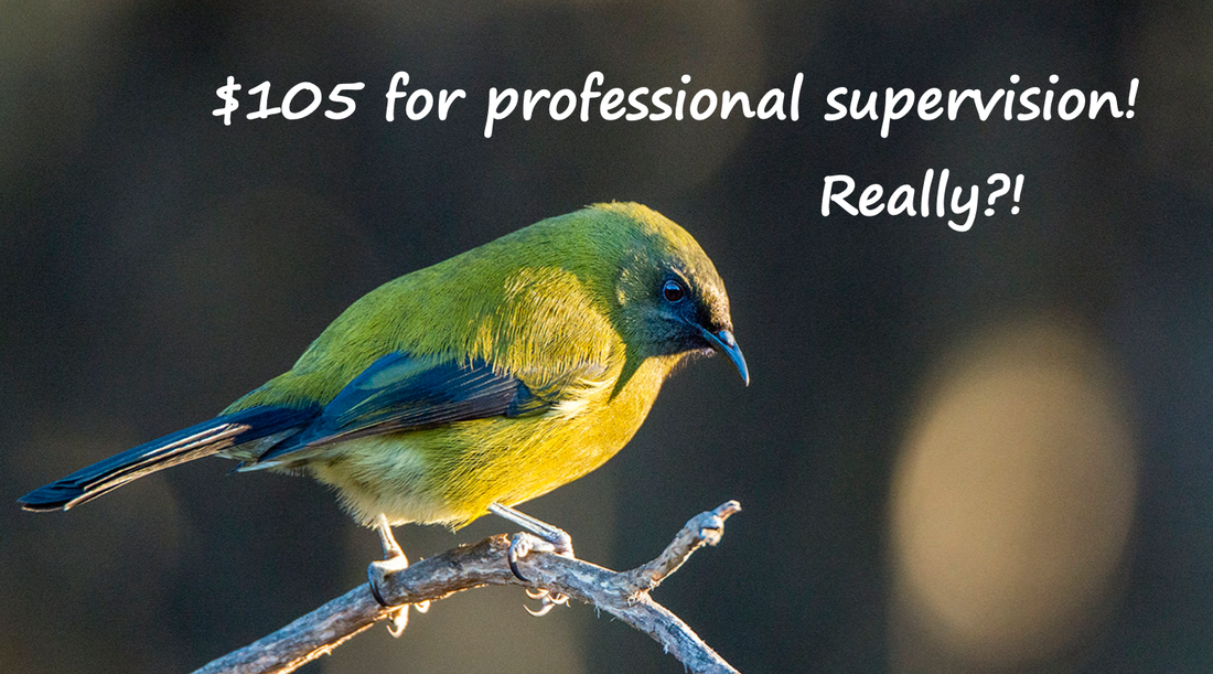 $105 for professional supervision! Really? Photo shows:Bellbird on a twig. Photo by Ian Thomson: Ian@NZFlickr