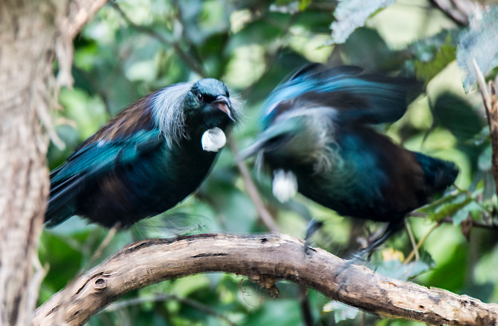 2 tuis talking on a branch. Photo by Ian Thomson: Ian@NZFlickr